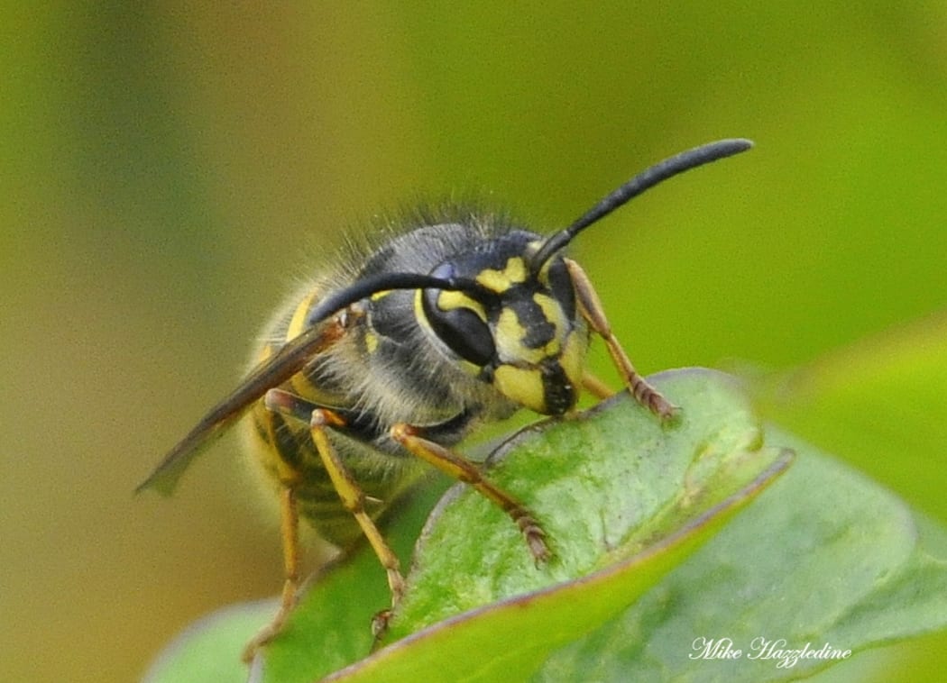 By the end of summer, each wasp nest has produced thousands of queens, all with the potential to start a new wasp nest.