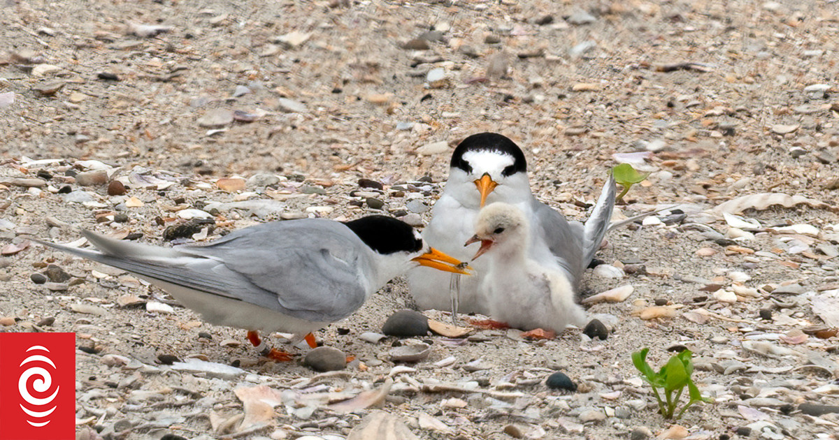 Bumper breeding season for NZ's rarest bird after disastrous season last year - Vimarsana News