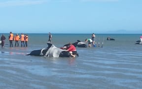 Volunteers helping whales which stranded again on Sunday afternoon.