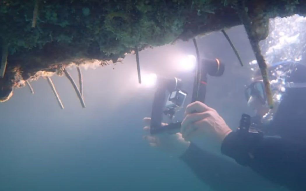 A diver inspects biofoul