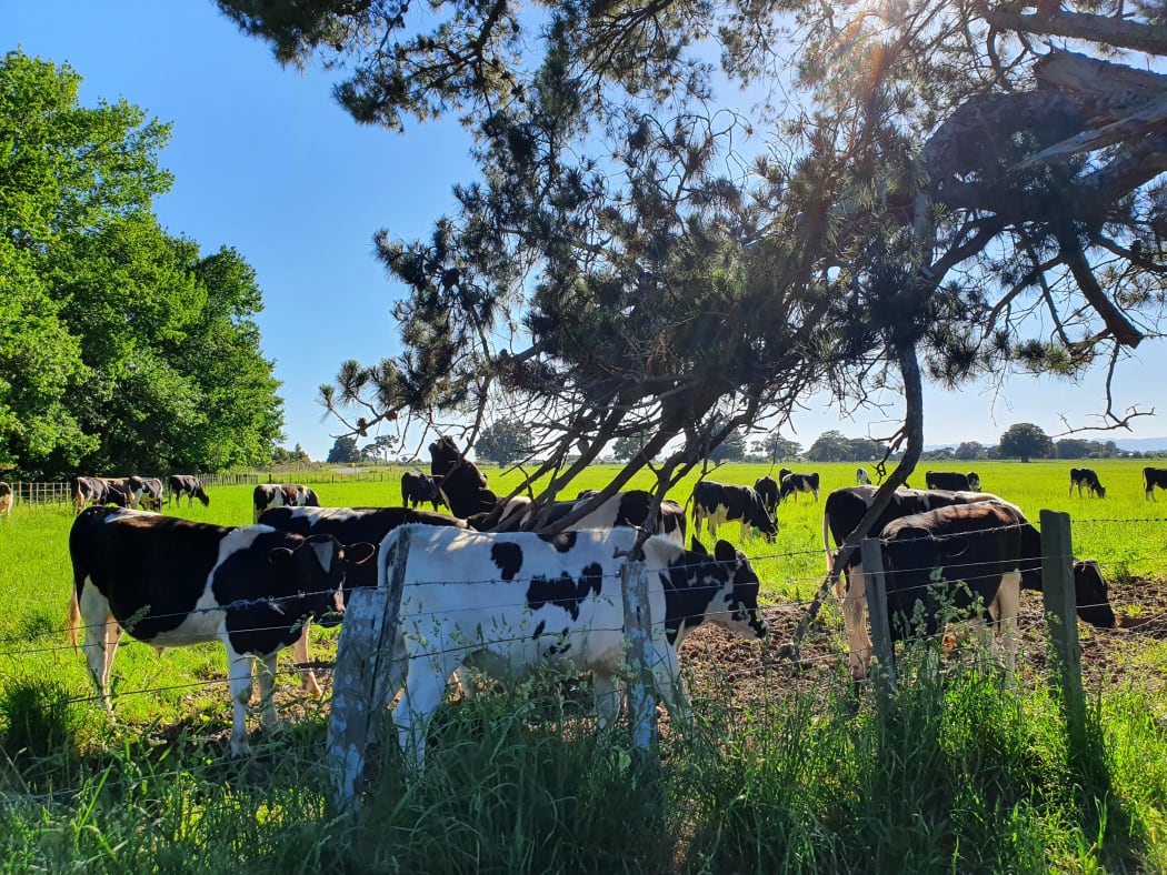 Cows enjoying a scratch