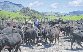 Sheep and cattle across three stations owned by Gisborne District Council contributed close to half of the local authority's greenhouse gas emissions.