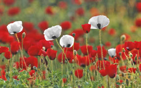 White and red poppies