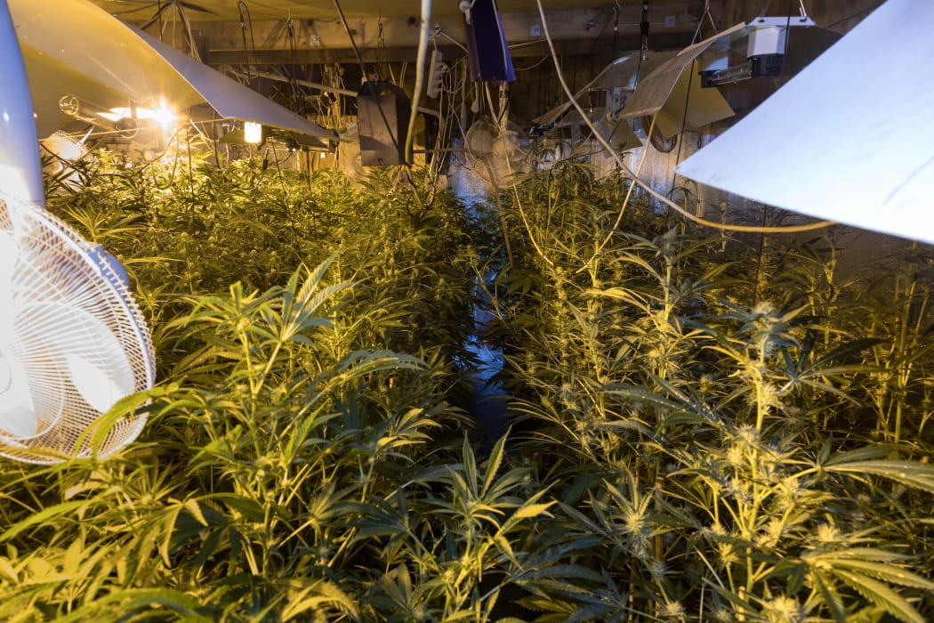 Police found 1100 cannabis plants, ranging from seedlings to 325 mature plants ready for harvest in Feilding.