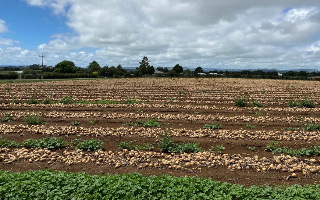 Onions that remain are now trying desperately to dry out.
