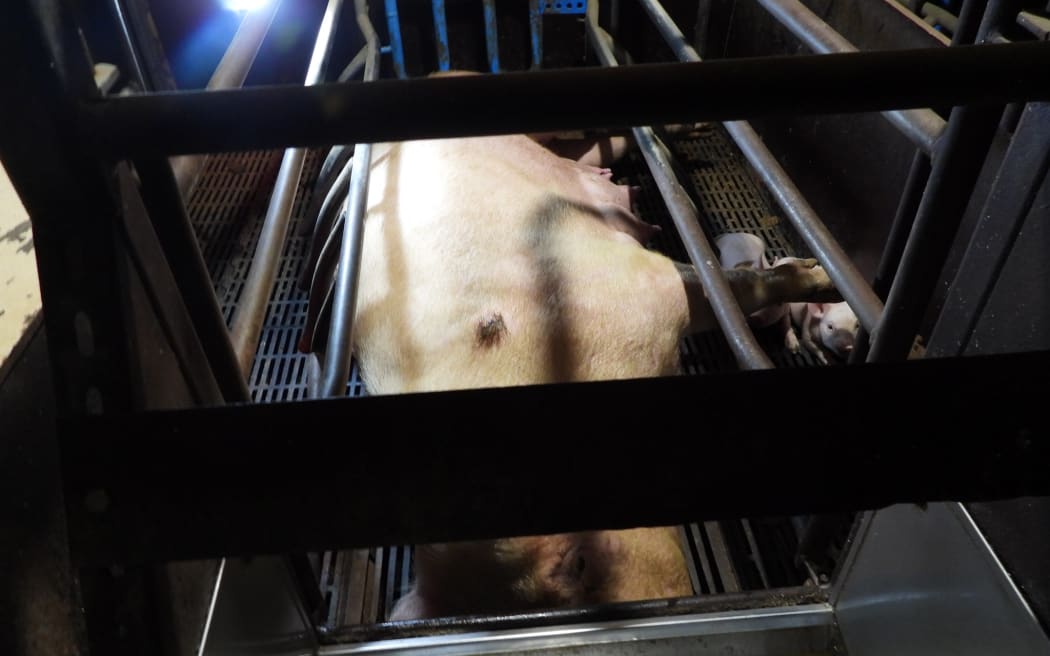 Animal activists took footage form inside a South Taranaki pig farm, raising concerns about the use of farrowing crates for limited a sow's natural behaviours with its piglets.