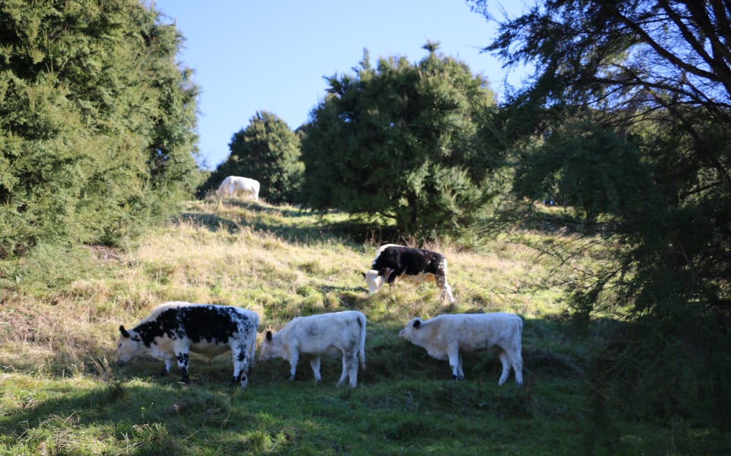 Te Wepu farm cattle