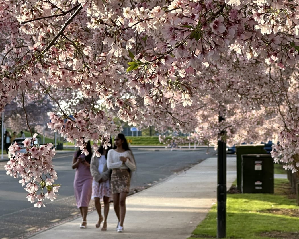 Cherry blooms.