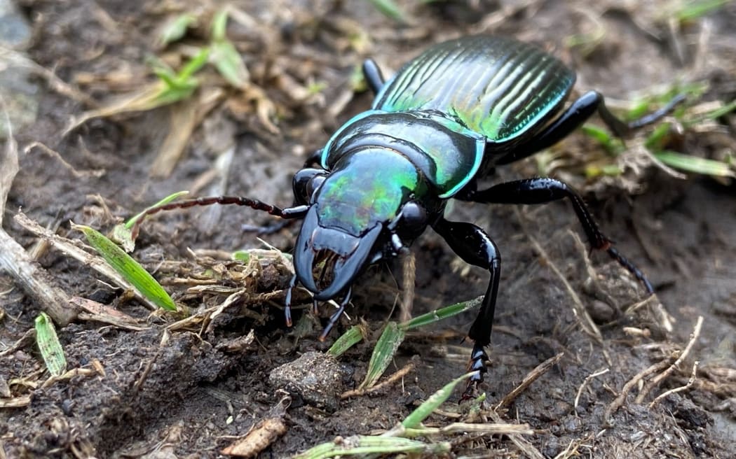 Alexander Beetle