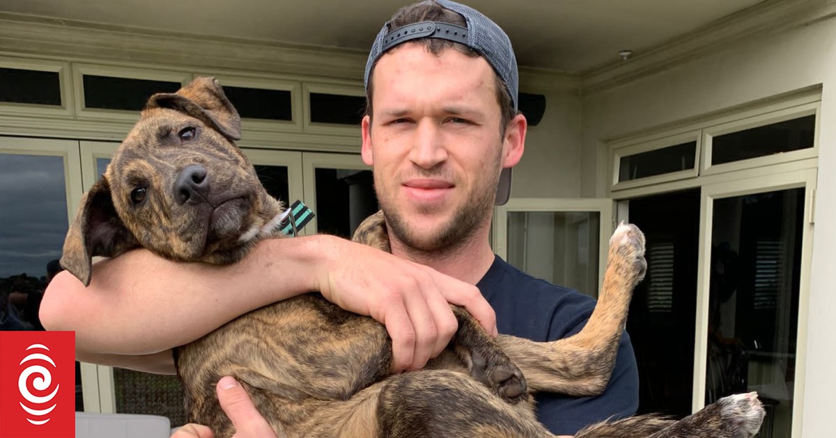 Rolly the foster dog: 'He rescued us' say owners - Vimarsana News