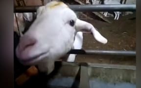 A goat from Cronkshaw fold farm.