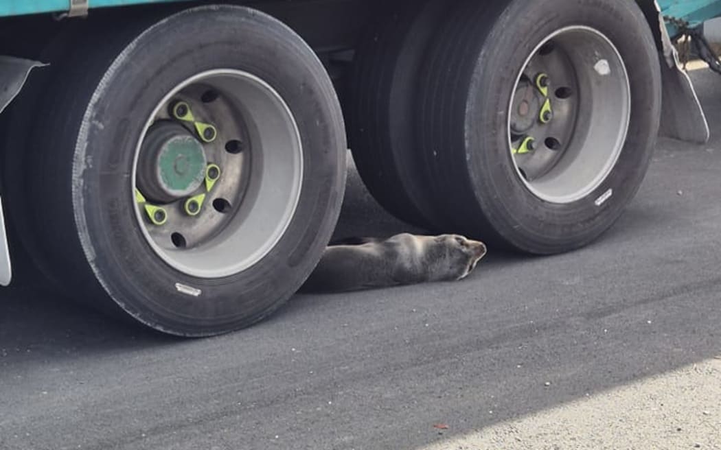 Seal pup rolling around on Port Road in Lower Hutt.
