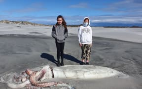 Visitors on a tour of Farewell Spit last week were surprised to come across a giant squid.