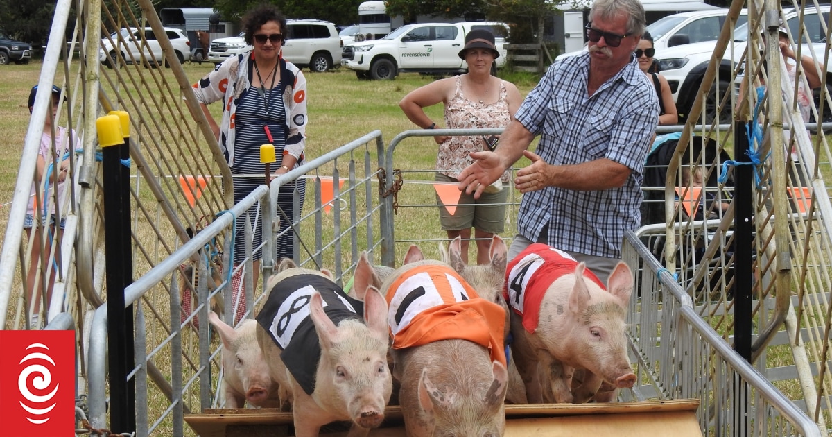 Pig racing to be star attraction at Kaikohe A&P Show - Vimarsana News