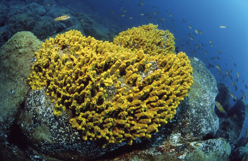 Golden sponge (Verongia aerophoba), Tenerife, Canary Islands.