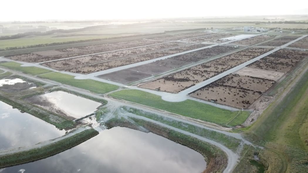 New Zealand's biggest feedlot is home to nearly 20,000 cattle.