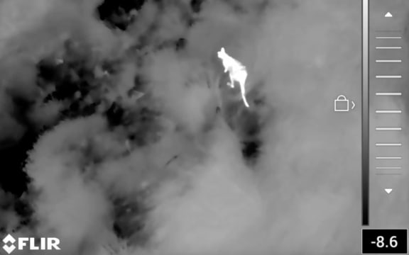 A black and white aerial image taken with a thermal camera mounted on a drone, showing the greyscale scrubby landscape and a bright white outline of a wallaby.
