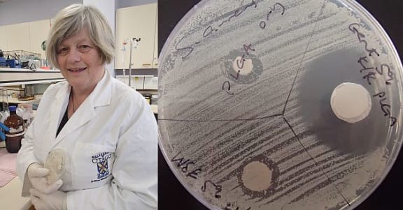 Microbiologist Michelle McConnell holds an agar plate impregnated with bacteria, testing the well-known anti-bacterial effects of the common antibiotic gentomicin (the large clear area), compared to the effect produced by wine waste (the smaller clear areas).