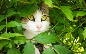 Cat hides in bush under the leaves