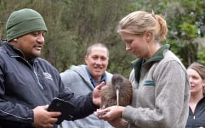 Ngati Rangi Kaihonohono Ā Rohe Fred Clarke and DOC biodiversity ranger Jenny Hayward releasing kiwi Geyser, Rata and Ahika into Rangataua Forest in 2015.