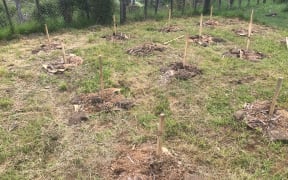 Willie Kaa's trial site after the hemp plants were removed by police