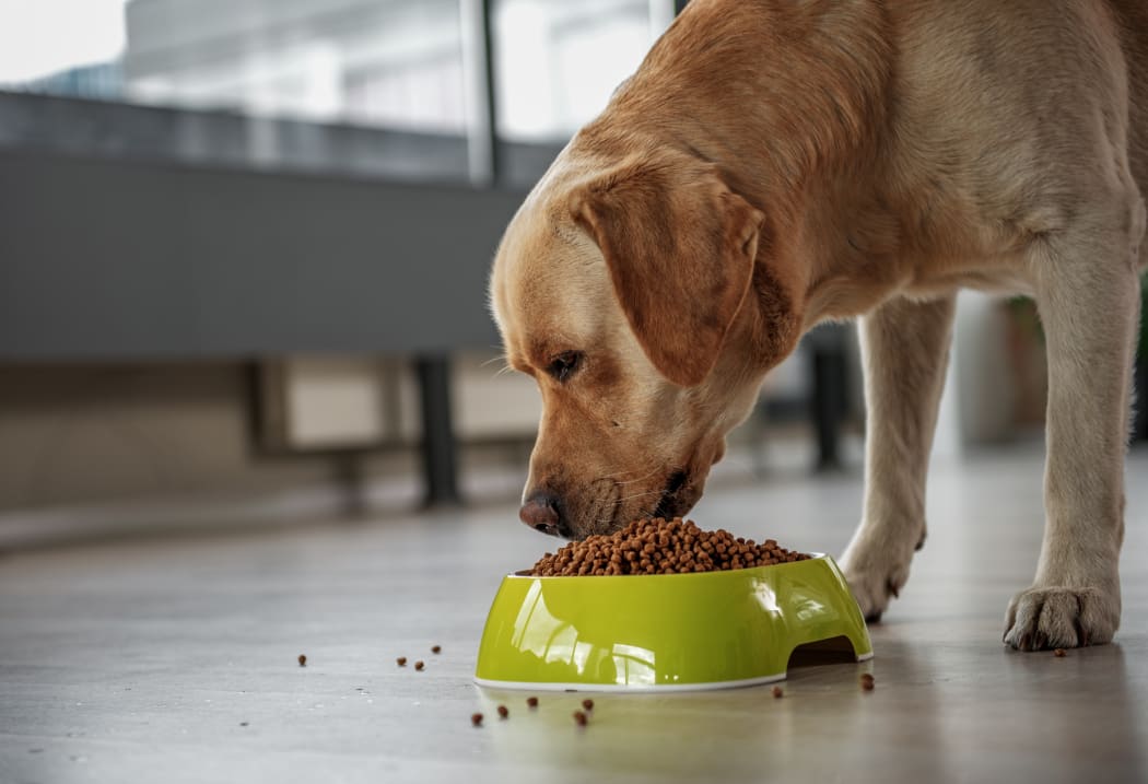 Labrador eating food from bowl.