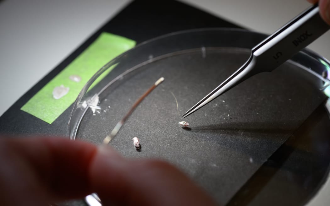 Mealybug electropenetrography on grape leaves