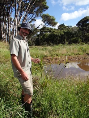 George Wilson standing amongst mercer grass and some new wetland plantings at a recently-dug pateke pond. The rushes and other plantings will eventually shade out the grass.