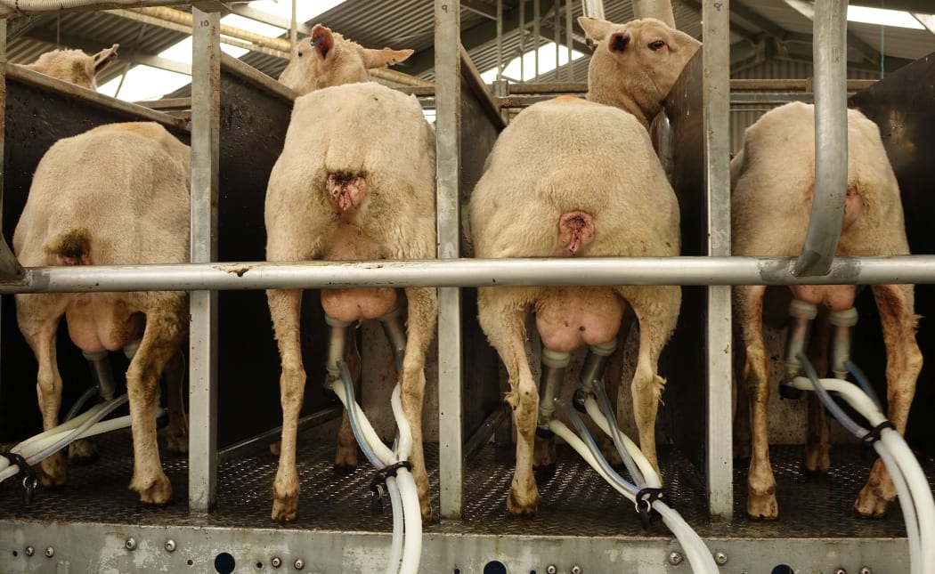 Four sheep in close up from behind showing udders