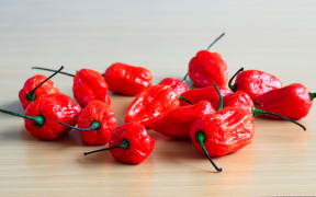 Bunch of Red Bhoot Jolokia Spicy ghost pepper isolated in wooden background with space for text