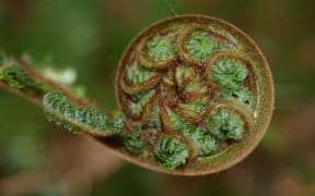 Koru unfurling
