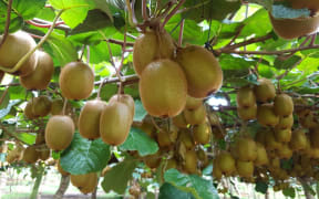 Haywood Green Kiwifruit