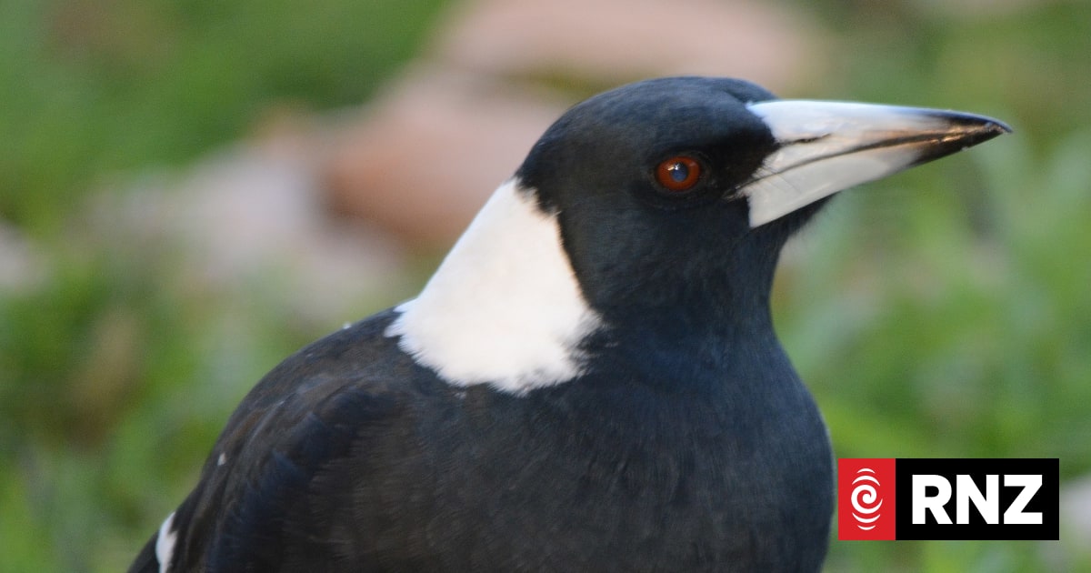 Altruism in birds? Magpies have outwitted scientists by helping each ...