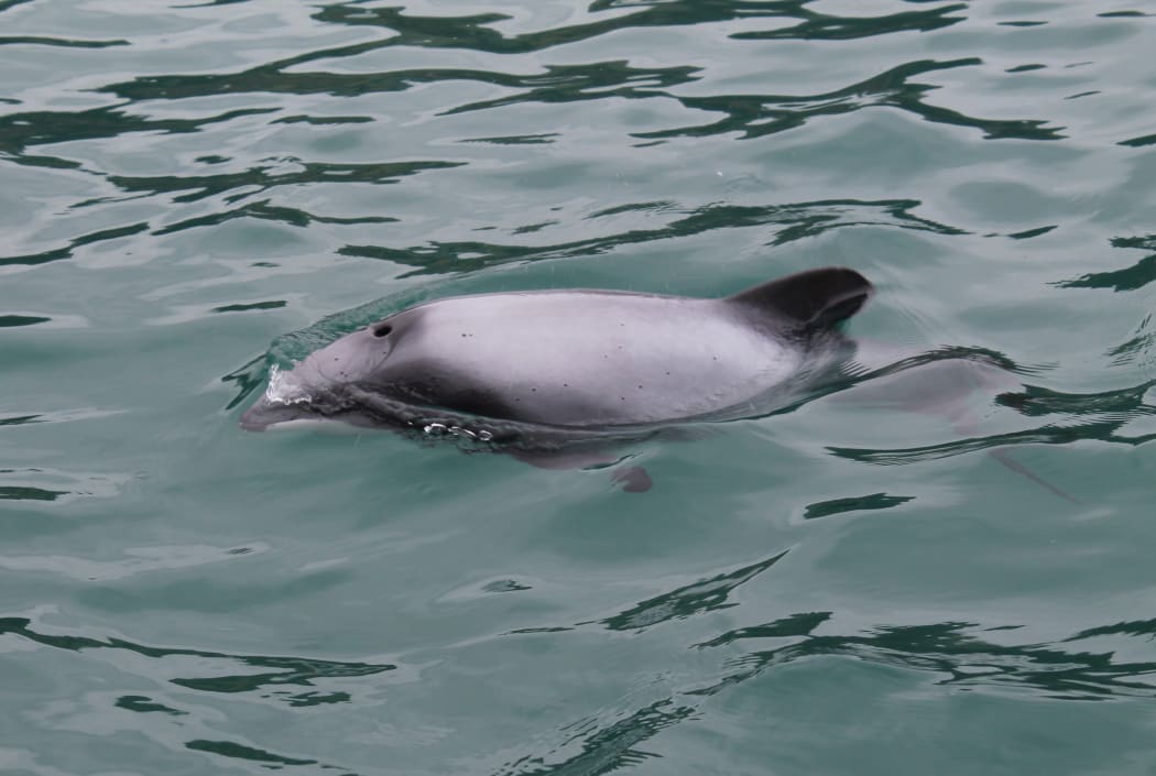 Kaikoura wildlife: the science
Alison Ballance shots