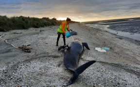 DOC ranger Ellie Kerrisk with some of the pilot whales stranded on Farewell Spit.