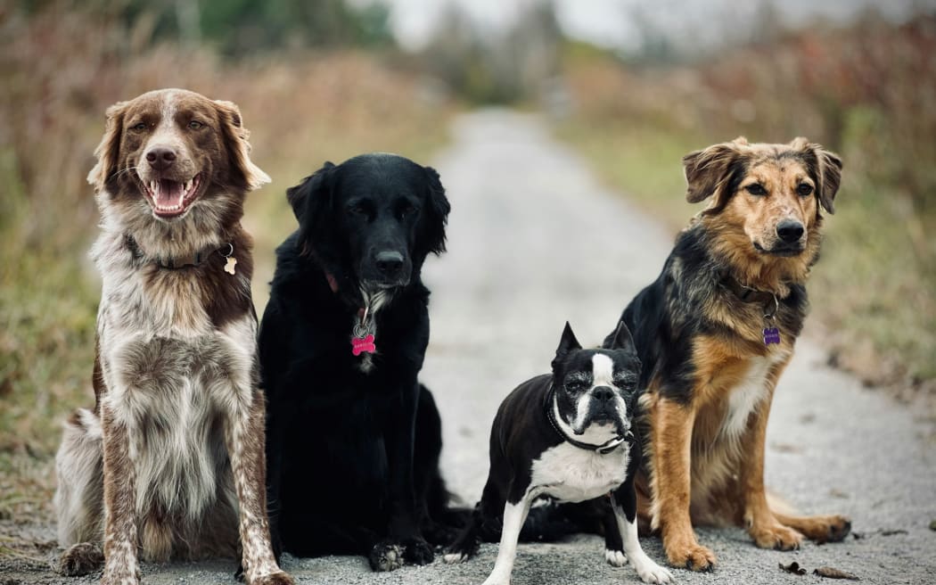 Four dogs of different breeds sit side by side on a road.