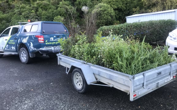 A trailer filled with trees.