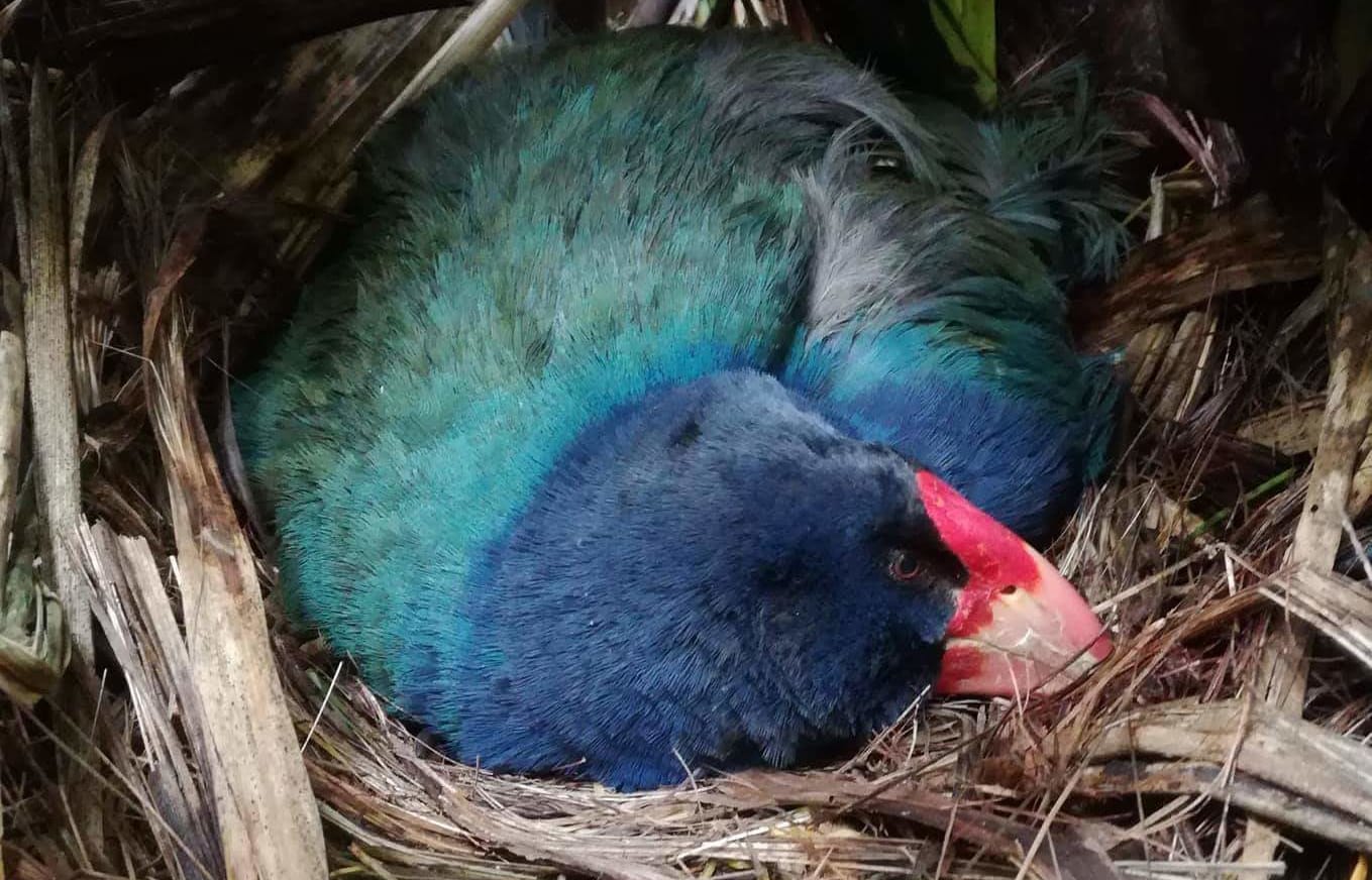 Fomi the Takahe sitting on her egg