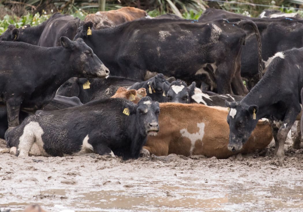 Stock left on muddy bare winter cropped land are raising the ire of activists.