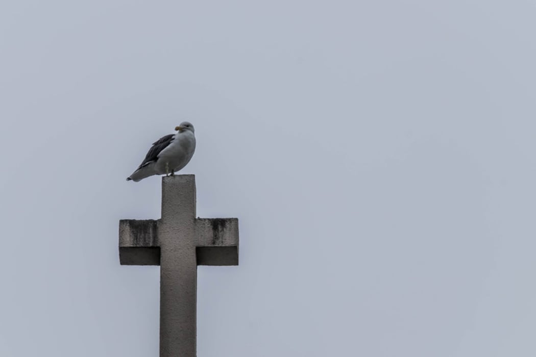 Church steeple with seagull sitting on the cross.  Auckland
