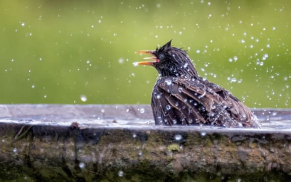 Starlings enjoy a bath