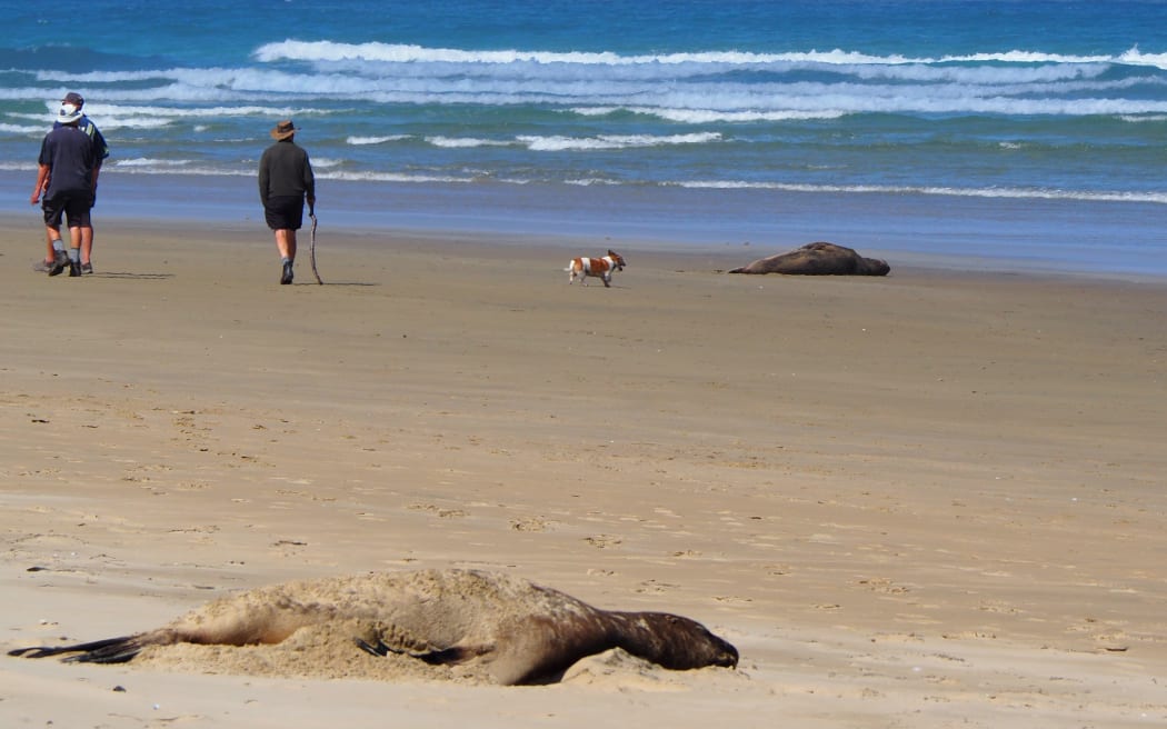 An off-leash dog approaches a sea lion resting at Surat Bay Beach. Council guidelines say dogs should be on a leash around wildlife and kept 20m away.