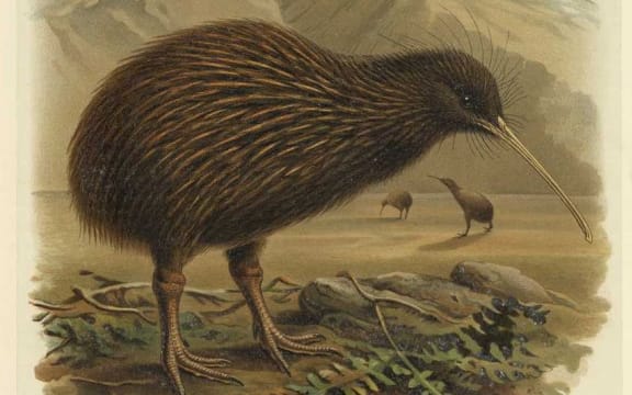 Illustration of a North Island Brown Kiwi