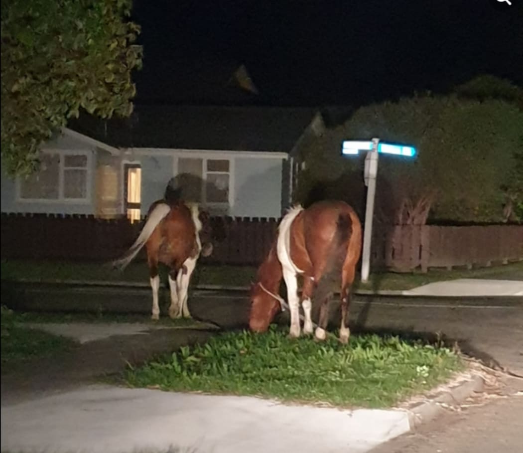 These two horses broke free from their tethers and were spotted roaming on Ōpōtiki's residential Union Street.