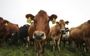 Brighter Future - Dairy. Dairy farming family the Mathieson's, Ewen, Dianne and Melissa talk about the boom and bust of their industry since 2008 and how they got through some of the tougher times.