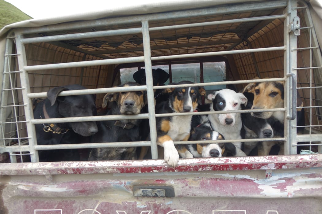 Dog trial dogs in car.