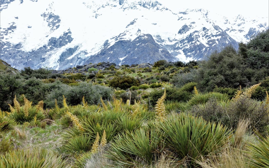 Taramea / golden speargrass