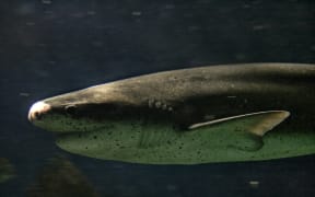 Broadnose sevengill shark (Notorynchus cepedianus)