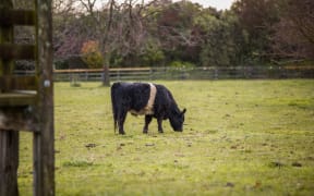 A cow in a paddock in the Hawke's Bay area