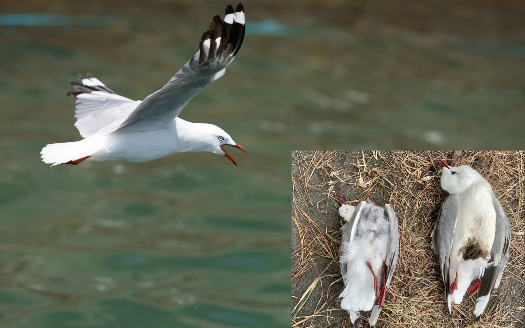 An image of a healthy red-billed gull, alongside an image of two emaciated seagulls in Kaikōura; one significantly smaller than the other due to a lack of food.